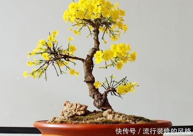 花香|养3种树,春天就开花,花香四溢,第2种:10大花卉之首