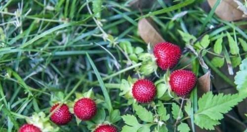 此种植物果实似草莓，叶子四季常青，整个植株上下都是宝