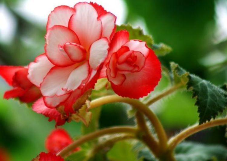 秋海棠秋海棠|家里阳台养此款花，新手也能养爆盆，比香水都好闻，满屋子都是香