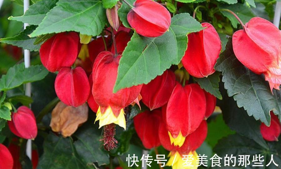 盆栽|6种漂亮花，号称“开花机器”，花色艳丽真喜庆，是盆栽佳品