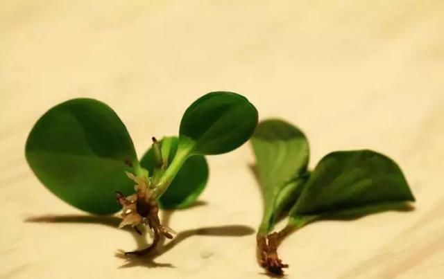  养花爱好者看过来这15种花现在“扦插”，生根快，一个周就长芽