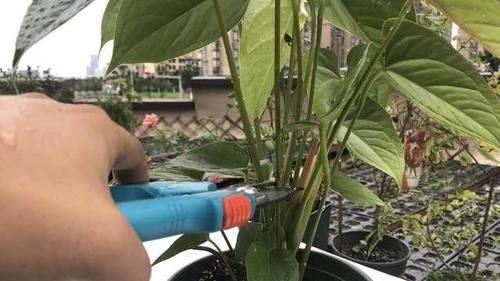 红掌花发蔫后应该如何处理？