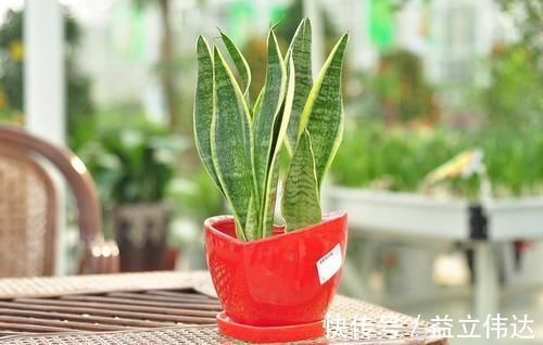 植株|养虎皮兰,能不能晒太阳,怎么养能长得更旺,为你揭开答案