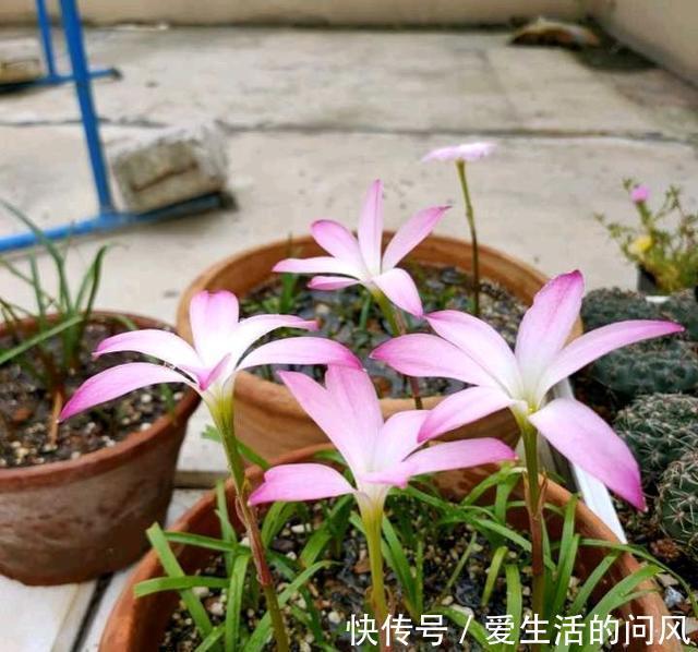 风雨兰|夏季的开花劳模,越热越开爱花,很好养,又漂亮