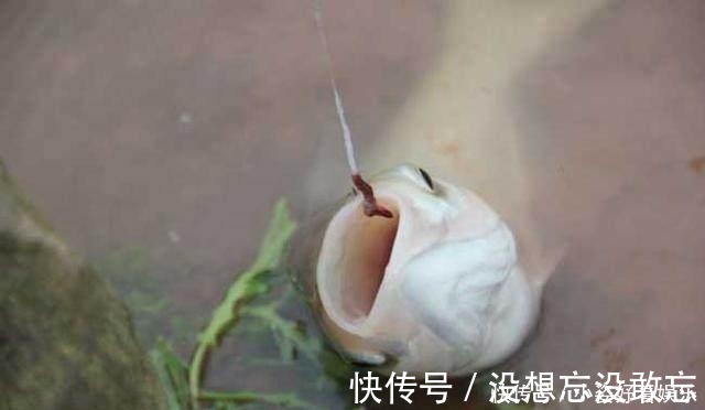 蚯蚓钓鱼还空军 三个绝技让你分分钟渔获翻倍