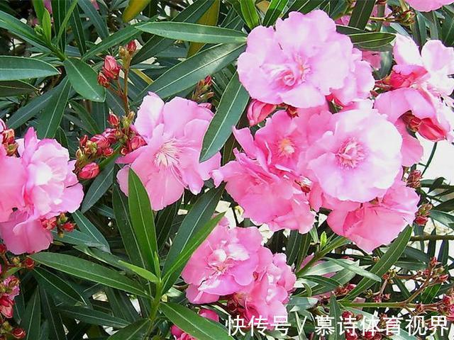 家里养花别随便,“2种花”真的不能养,虽然漂亮,却很“晦气”
