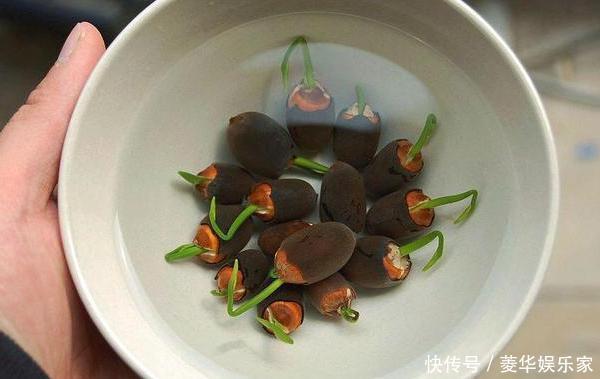 养殖|春天养花添新株，当盆栽4种花卉，寓意好、株型美又好养活