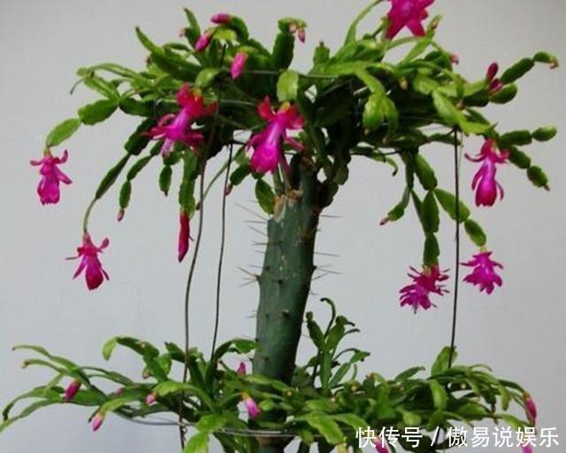 嫁接|嫁接蟹爪兰最好的“季节”,仙人掌割一刀,插上蟹爪兰,飞快开花
