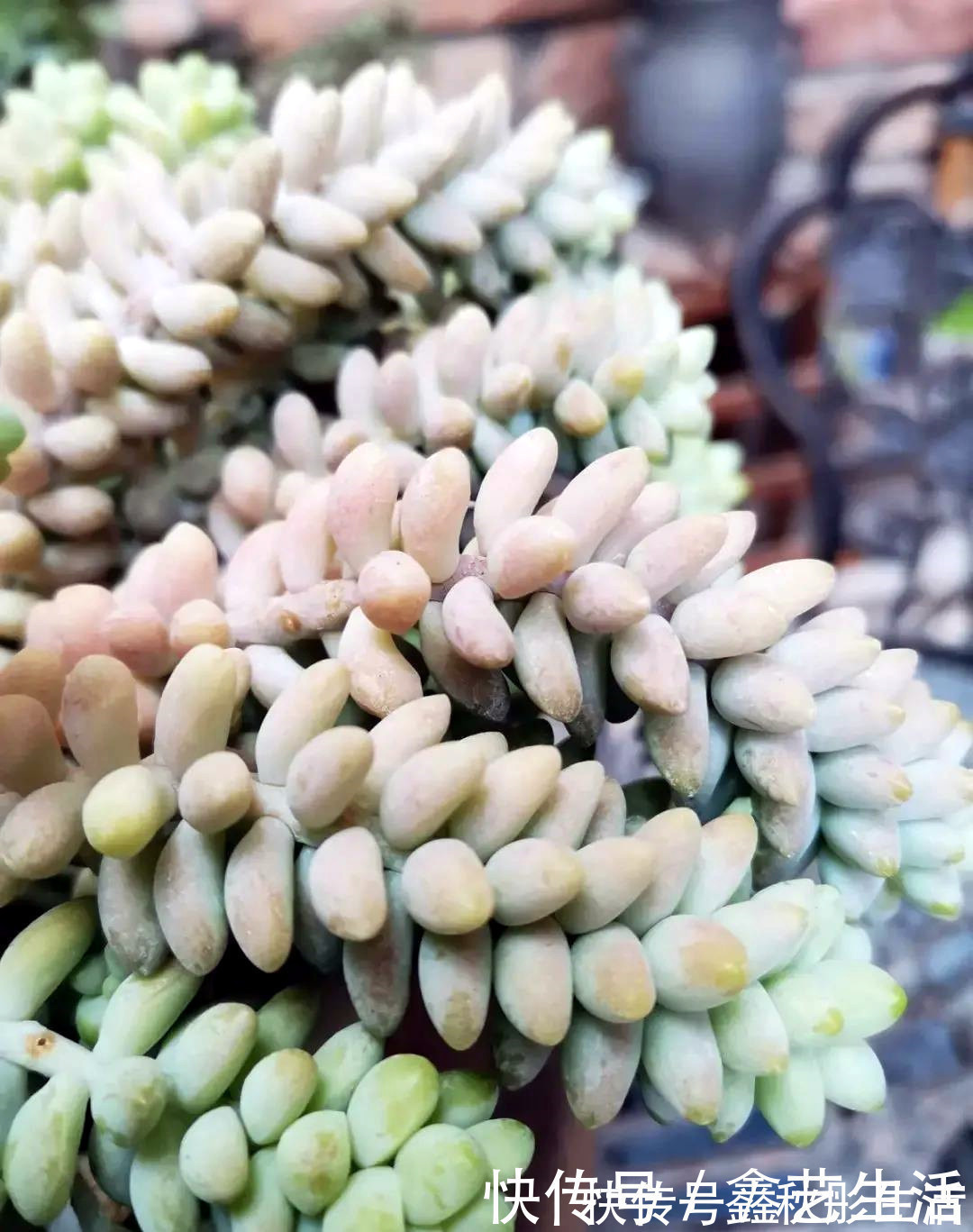 最耐晒的8种多肉,夏天照样疯长不停,呼呼窜成小瀑布