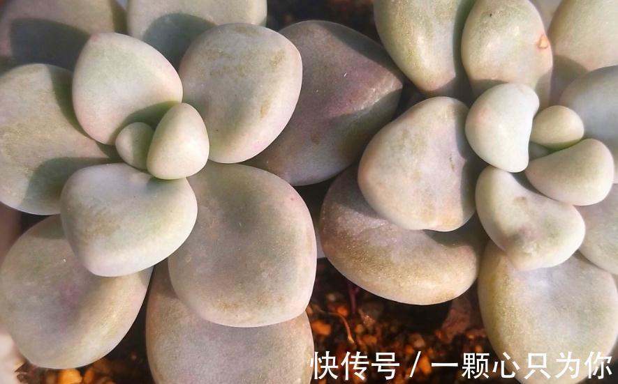 教你如何砍头繁殖多肉植物艾伦