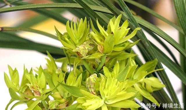 春天养兰花,3种情况下别喷水,否则就是“找死”!