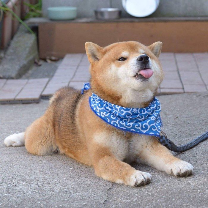 世界上表情最多的狗狗是一只名叫ryuji的柴犬 天合乐学帮助家长发现孩子的更多可能