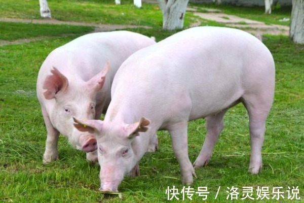 宿命|“猪猪猪”的晚年宿命特别是71年49岁的，下半辈子指望谁