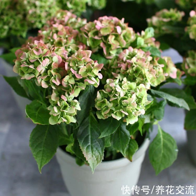 修剪|盆栽绣球花养护指南，教你如何养开花，怎么施肥和度夏