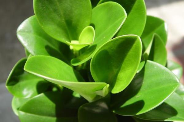 种绿植|最爱吸“二手烟”的4种绿植,家里摆一盆,能让你多活几年