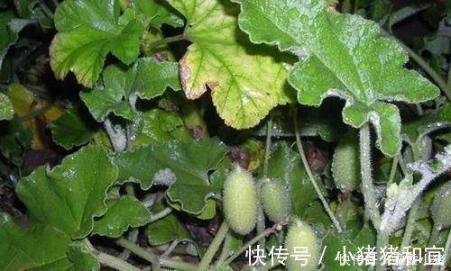 遇见|农村叫“喷瓜”的植物,是天然“泻下剂”,遇见别摘它