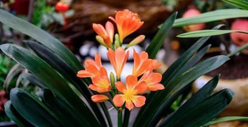 君子兰|养君子兰、长寿花,盆里撒点“万能肥”,新芽猛长,呼呼开花!