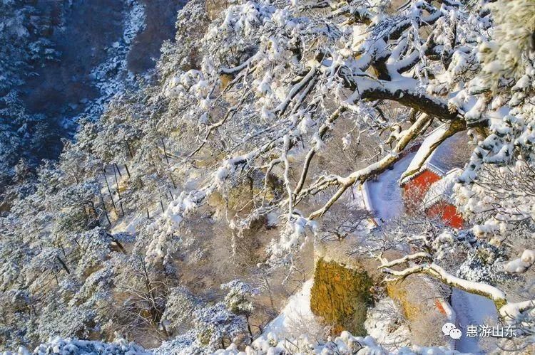 泰山银装素裹后石坞，雪松玉树赛仙境！