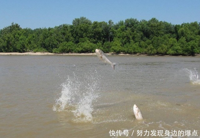 亚洲鲤鱼泛滥,逼疯老外出绝招“回旋镖”,整条河都能赶尽杀绝