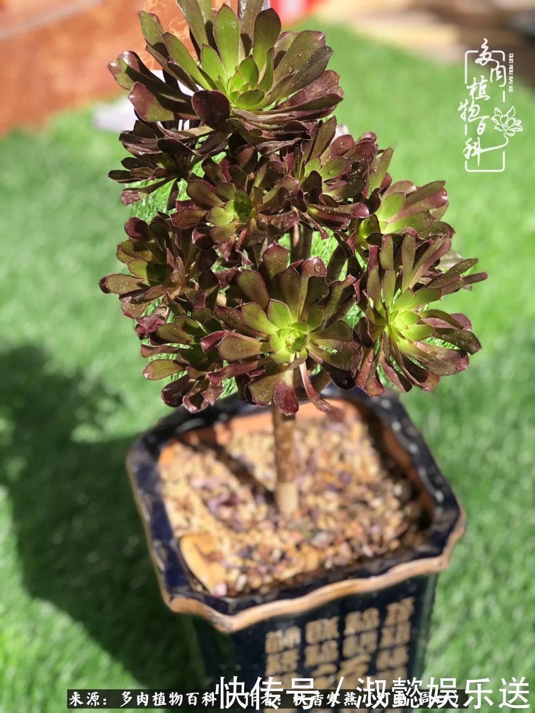 百科|多肉千万种,我独爱法师!爱它的霸气,更爱它的华丽蜕变!