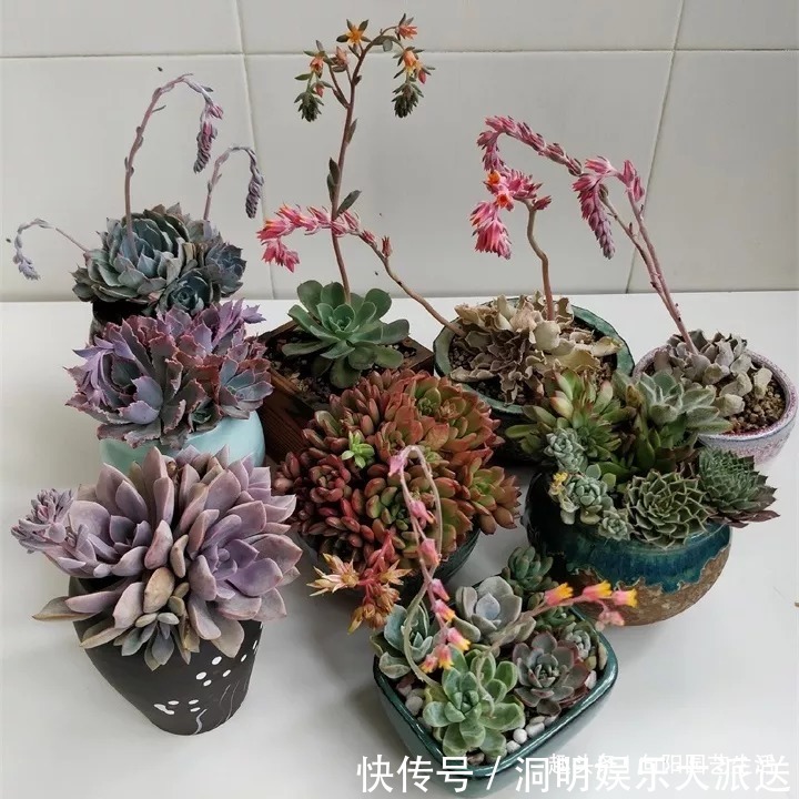 网购多肉要谨慎,两毛钱一棵,叶子掉光了,教你快速拯救多肉