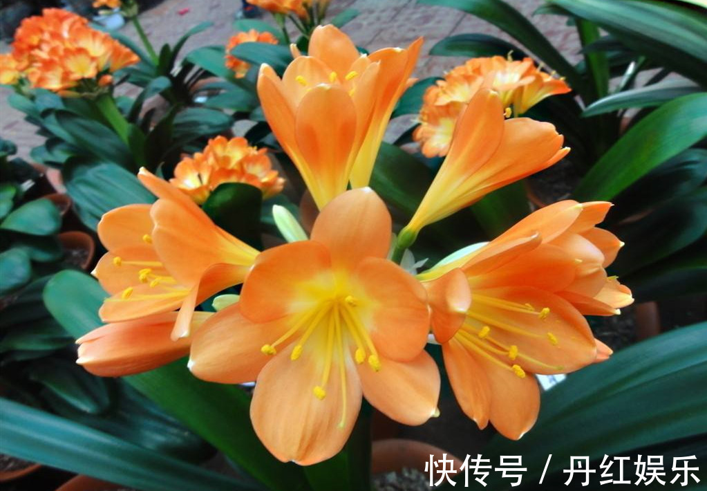 君子兰冬季的养护技巧,做好安全过冬,还能茁壮成长