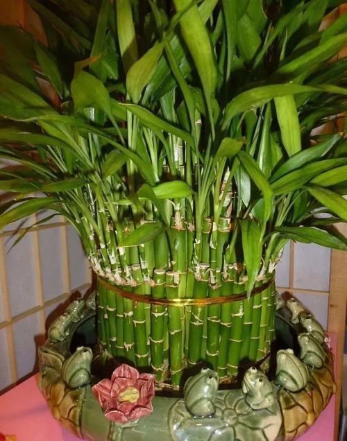 角落|17种适合生长在弱光处的室内植物,可以摆放在家里的任何角落