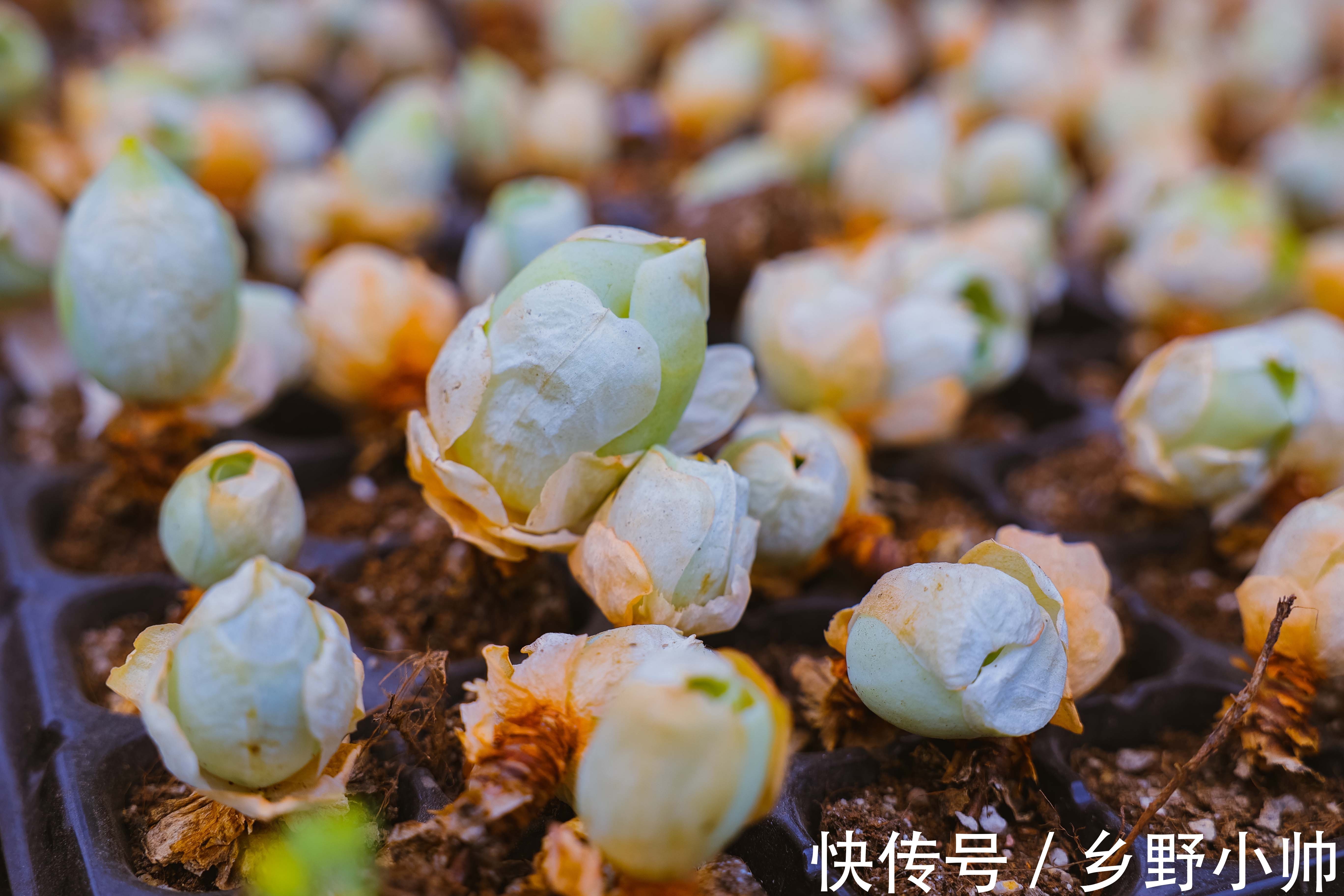 夏天|夏天温度这么高，可不可以给多肉吹空调？给多肉吹空调的利与弊