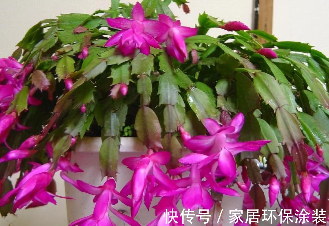 农历九月十八霜降后，养什么花？家里养3种花，长长久久富贵吉祥