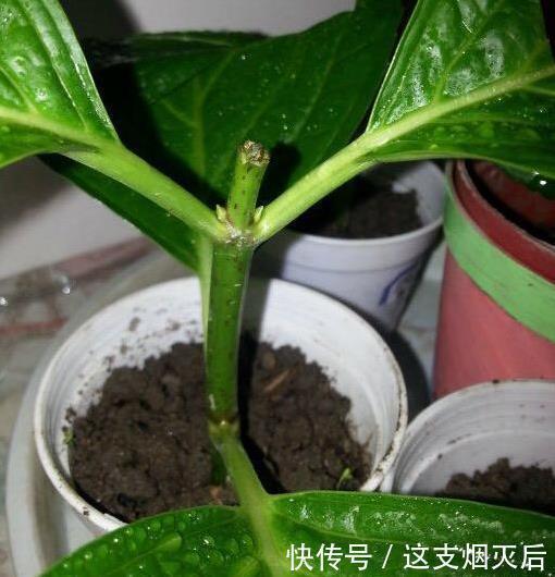现在扦插此4种花,一周就长芽生根,一棵变多棵,成养花大户了