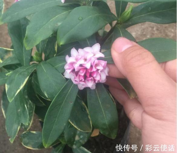 金边瑞香真好看,养起来却挺难,掌握3个要点,花朵美极了