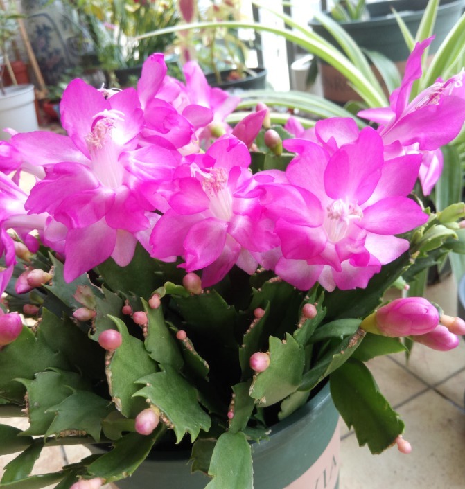 养护|蟹爪兰长出这种叶子，立马掰掉它，嗖嗖冒花苞！