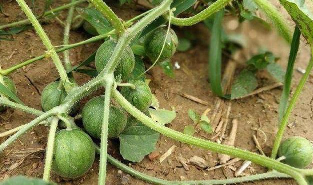 常吃|三伏天要多食此果,每天吃几个,排出毒素,肝脏越来越健康