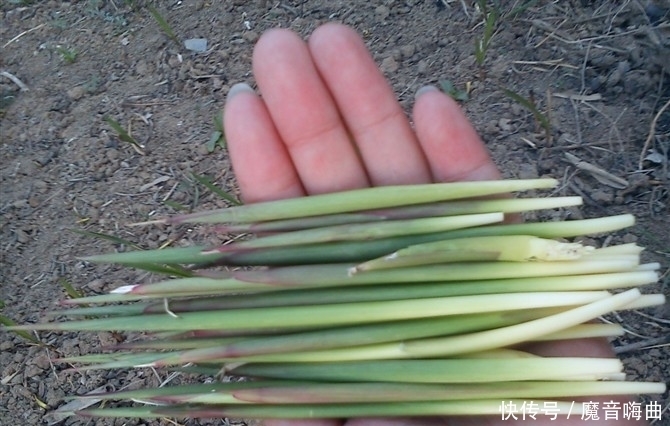 饭桌上不常见的野菜,吃过的人是少数,农村人才认识!