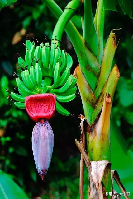 教程@图文教程——芭蕉画法