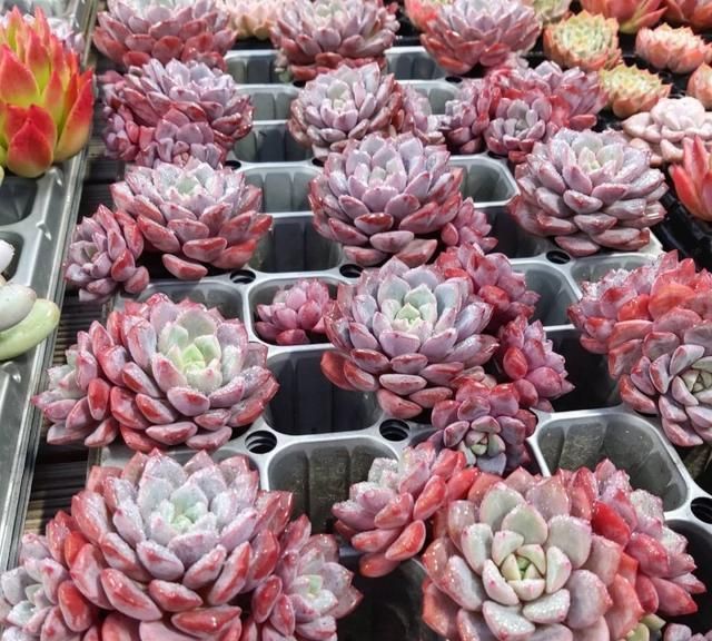 跌落神坛的“三多肉”,恰如仙子临凡尘,现沦为“普货”仍受宠爱