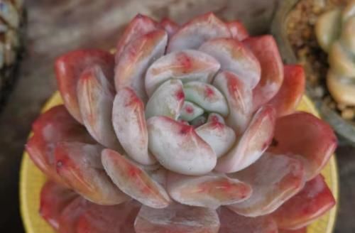 冬季给多肉补光的方式有哪些？建议露养为佳，无条件露养则使用补光灯