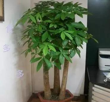 光合作用|文竹、发财树,用这“水”养一养,一窜2米高,再也不黄叶!