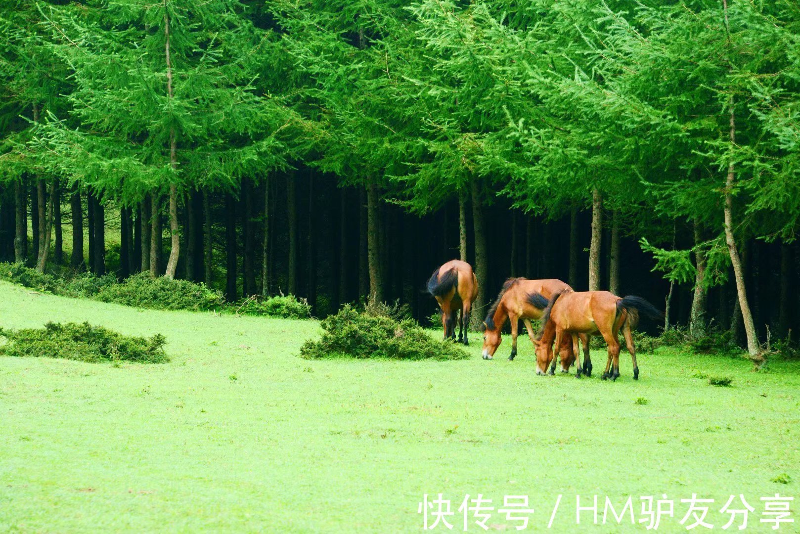 长假|小长假，朝天这个地方一定要去，植被茂盛，绿树成荫