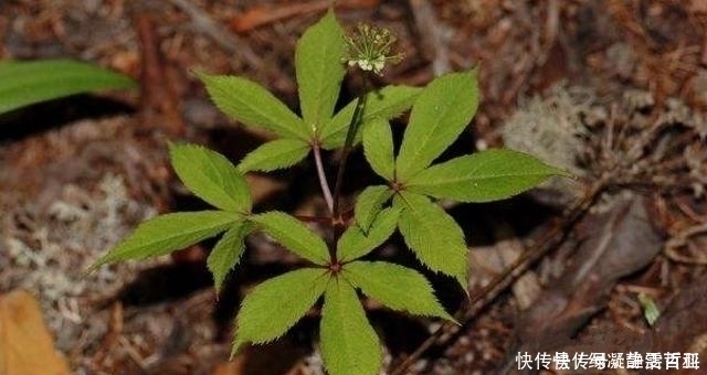 植物|这珍贵植物，请你辨认好植株，若谁到你家乡采挖，一定要制止