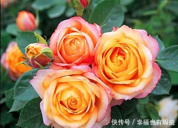 丰花月季|喜欢养护漂亮的花卉，就选择3种花卉，妩媚妖娆，优雅大气，漂亮