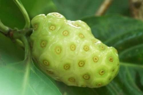 妇科炎|女性常吃一“排毒果”,排出子宫毒素污血,活血化瘀,治妇科炎症