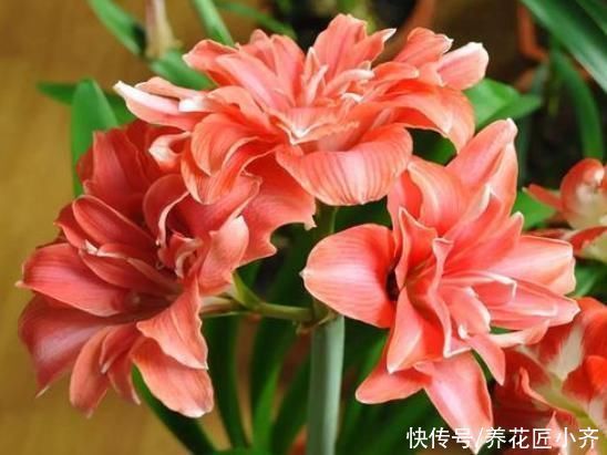 会长|朱顶红栽种有2种方法,一种让球长大开花多,一种可以长一圈小球