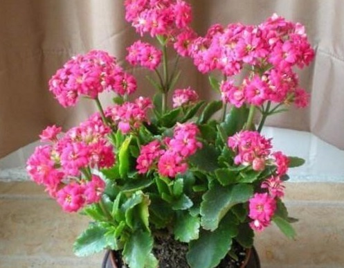 养长寿花,就用“它”,盆里加一点,叶子肥厚、花爆盆,还不花钱