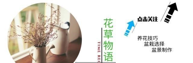 富贵人家爱摆“6种花”，不仅外形美，还越养越值钱，再贵也要买！