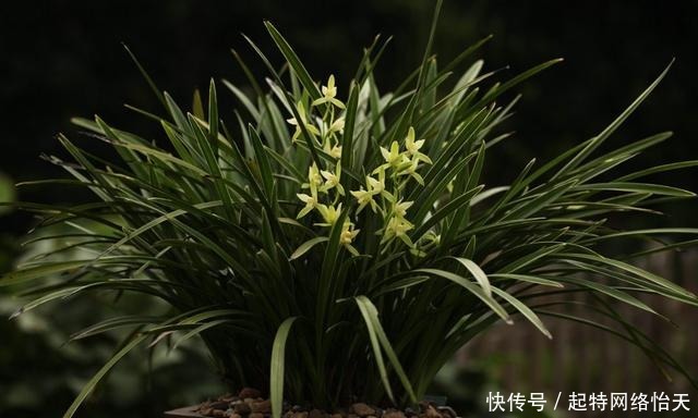 铁骨系列|适合新手养的兰花,价格便宜,好养易成活,多季开花,芳香四溢