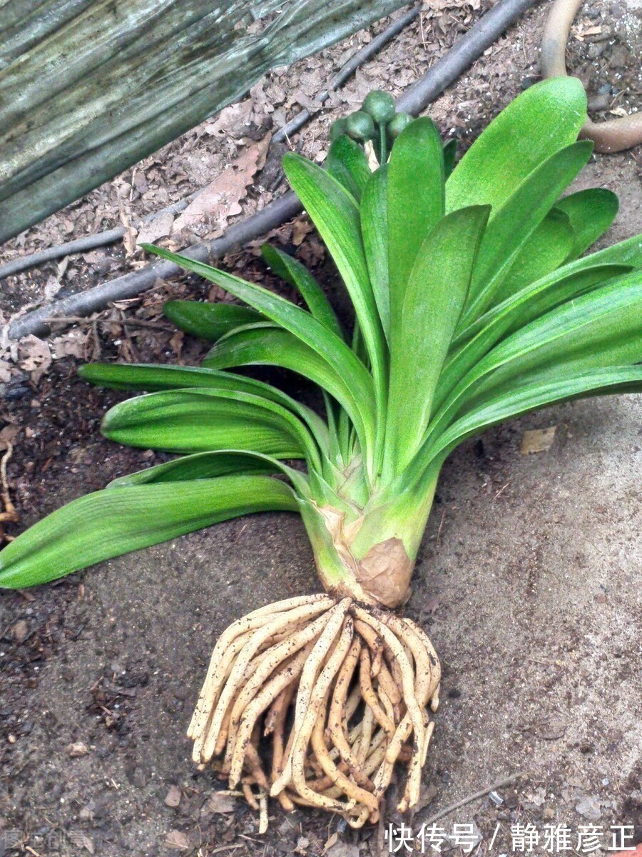 叶纹|君子兰长得好不好，不在于开不开花，而在于这三个地方