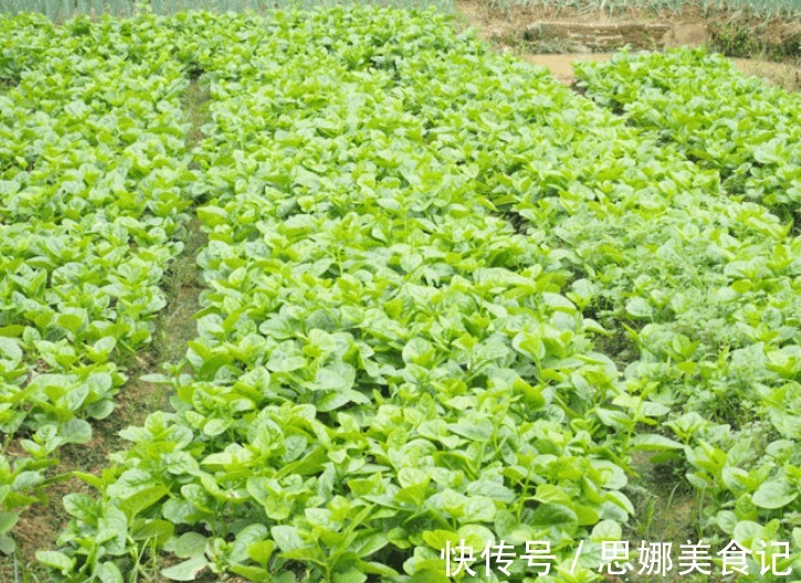 播种|木耳菜营养丰富,做菜清香爽滑可口,那怎样种出优良的木耳菜呢?