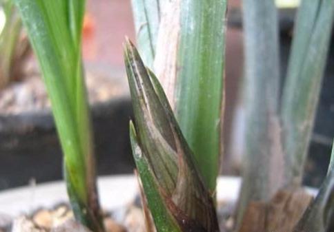 要把带花苞的兰花种活,要去“剪一刀”,不然就“悬”咯!