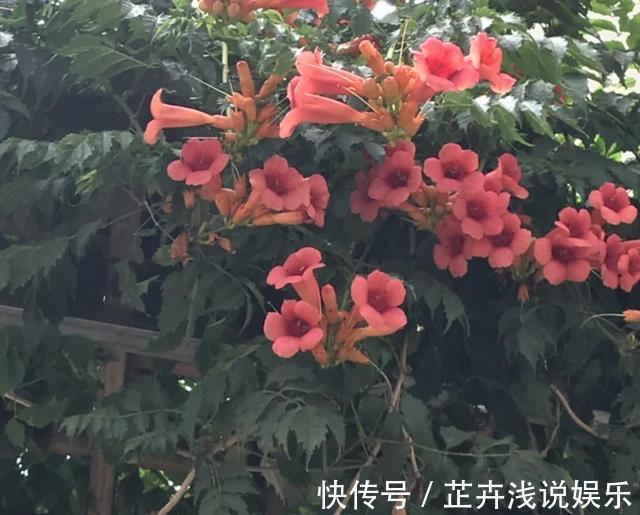 杀虫|家里有小院子,三种花草不要种,容易泛滥招蛇虫,很多人都害怕